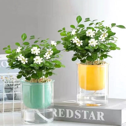 Transparent Flower Pot