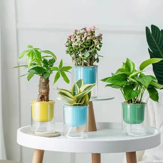 Transparent Flower Pot